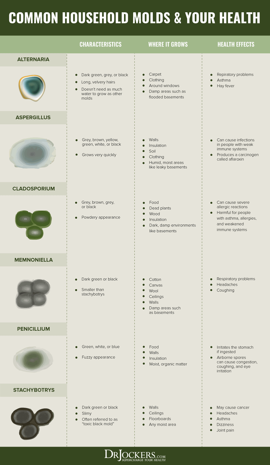 The 3 Most Likely Types of Mold to find in Your Home