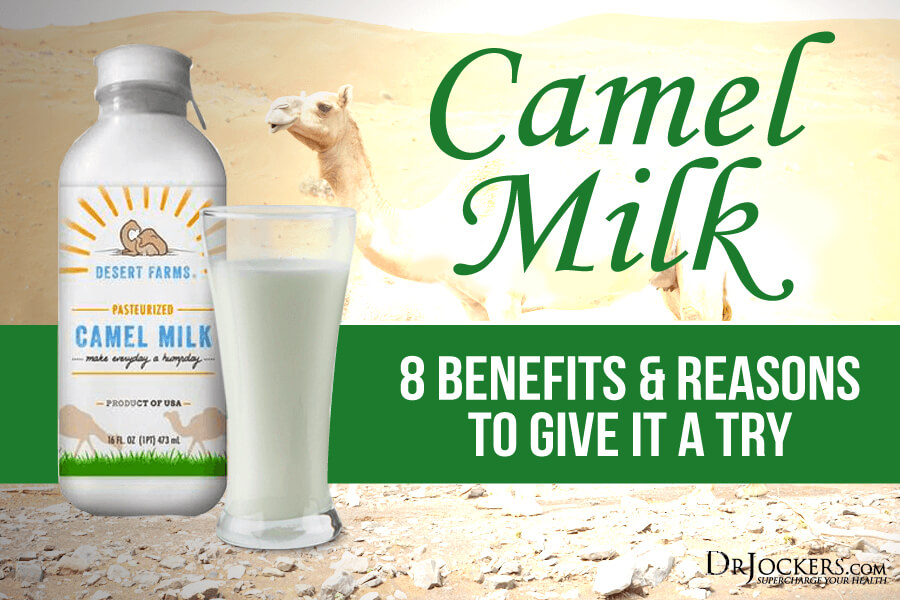 camel milk, Camel Milk: 8 Benefits &#038; Reasons to Give it a Try