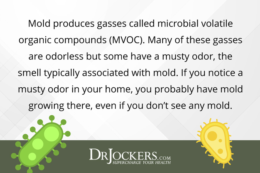 mold exposure, Mold Exposure: Signs of Mold Growth &#038; Health Risks