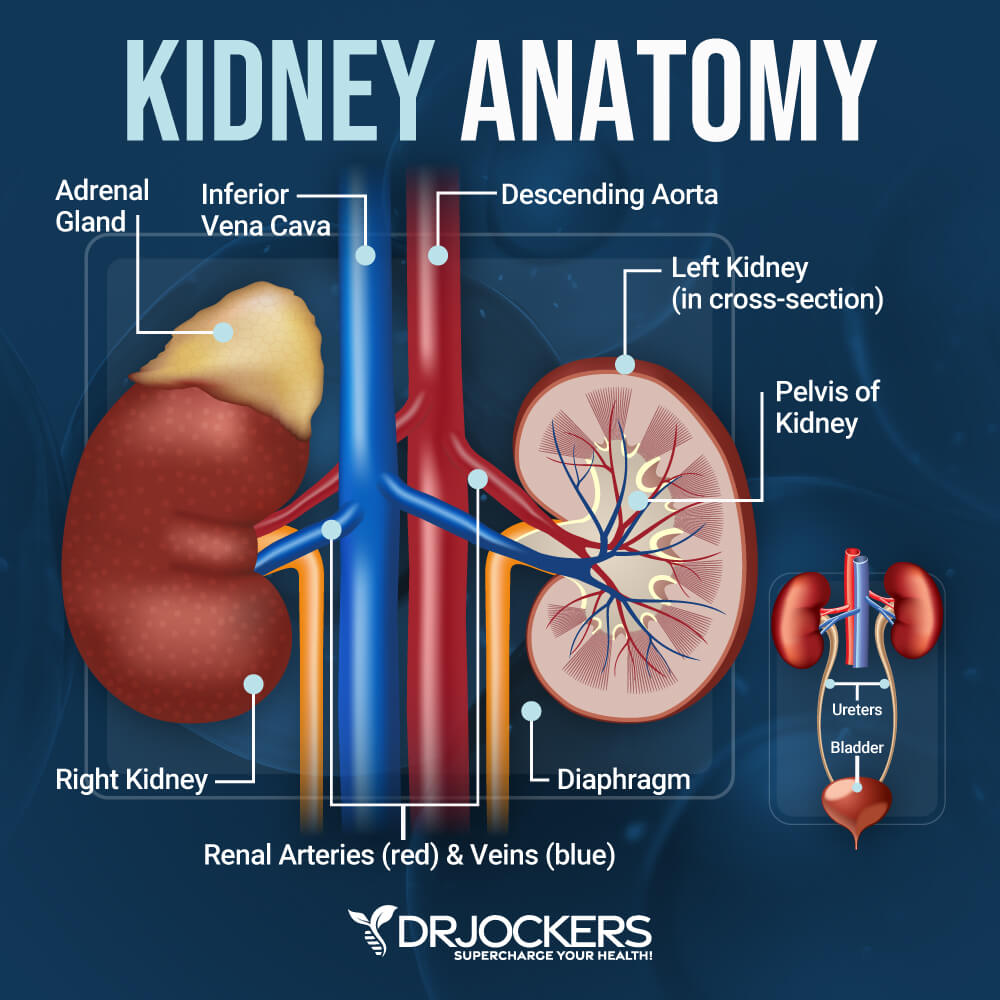 kidneys
