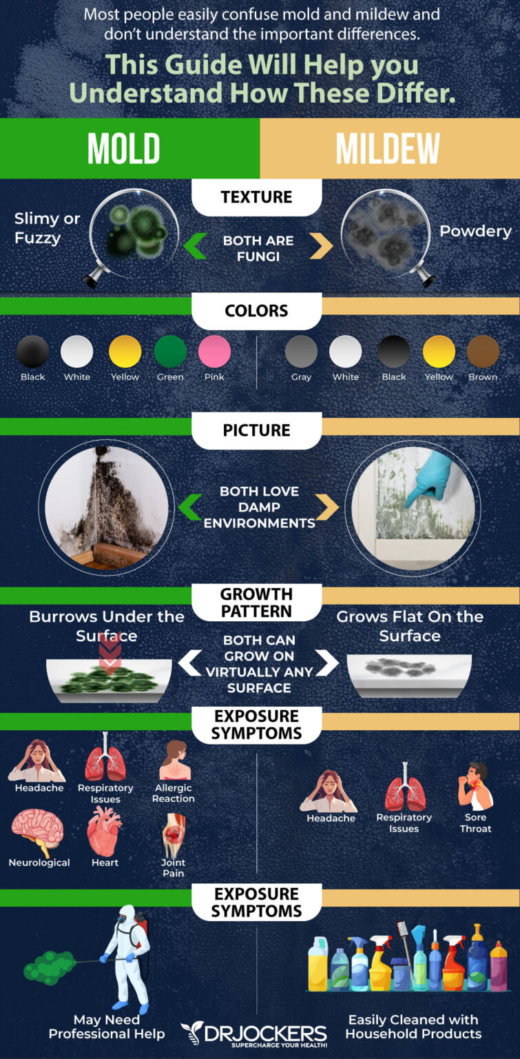 Mold Health Risks Mold Toxicity: The Effects of Living in A House with Mold