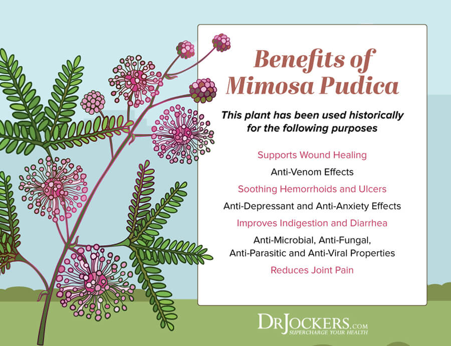 mimosa pudica, Mimosa Pudica –  The Most Powerful Herb for Parasites?