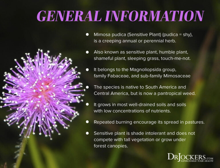Mimosa Pudica The Most Powerful Herb for Parasites?