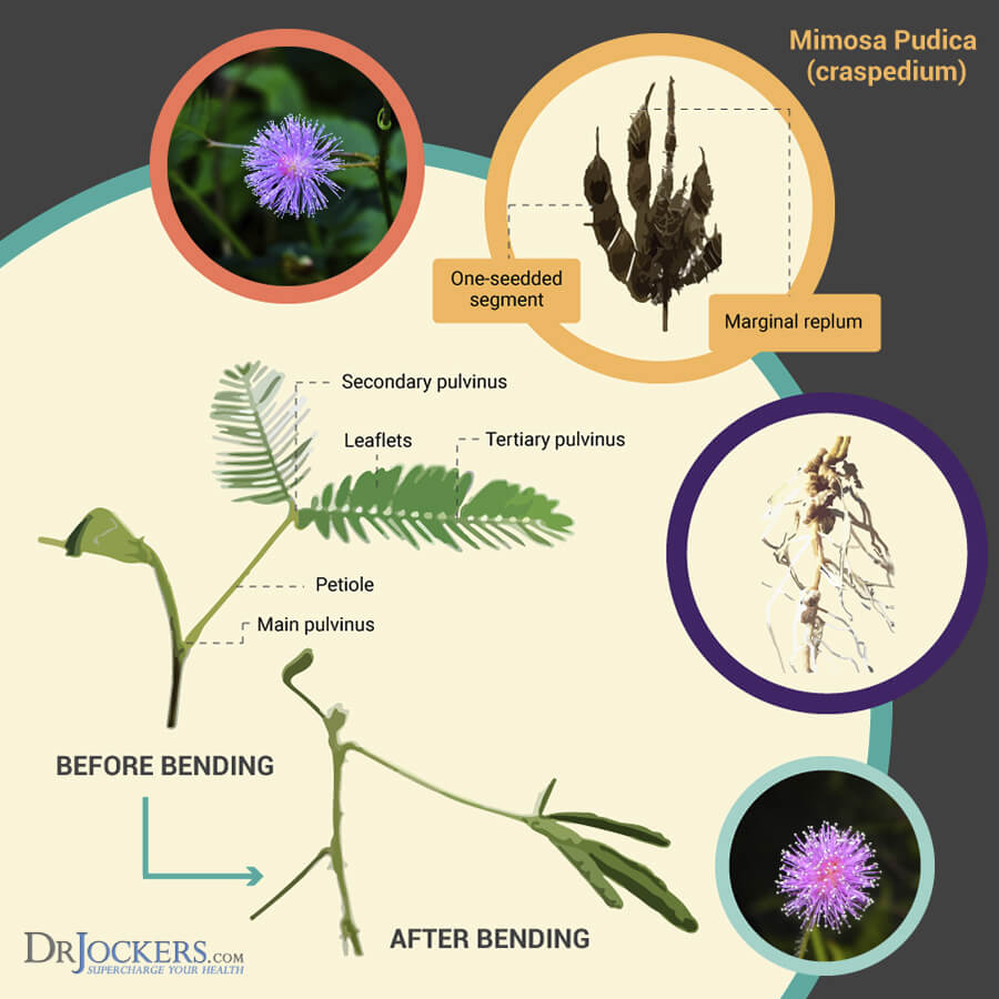 mimosa pudica, Mimosa Pudica –  The Most Powerful Herb for Parasites?
