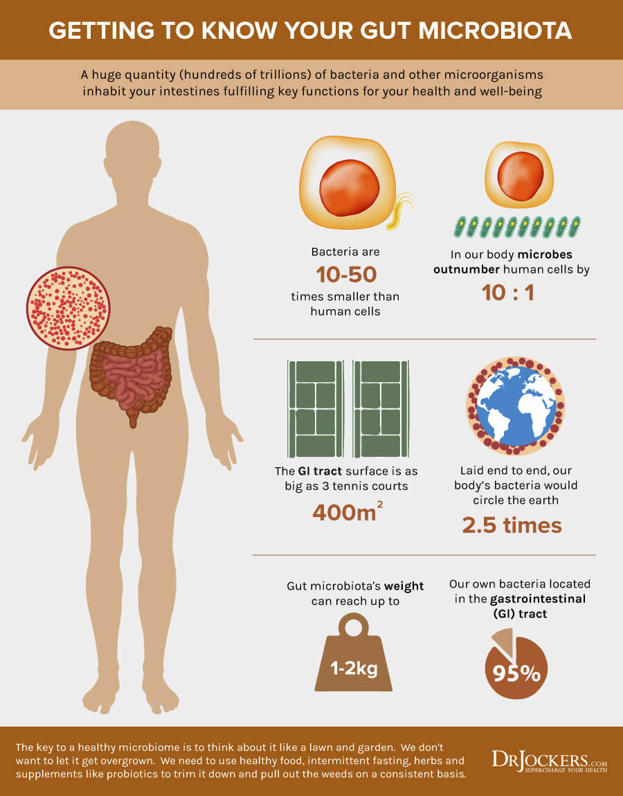 gut Microbiome, 10 Ways To Improve The Gut Microbiome, gut flora