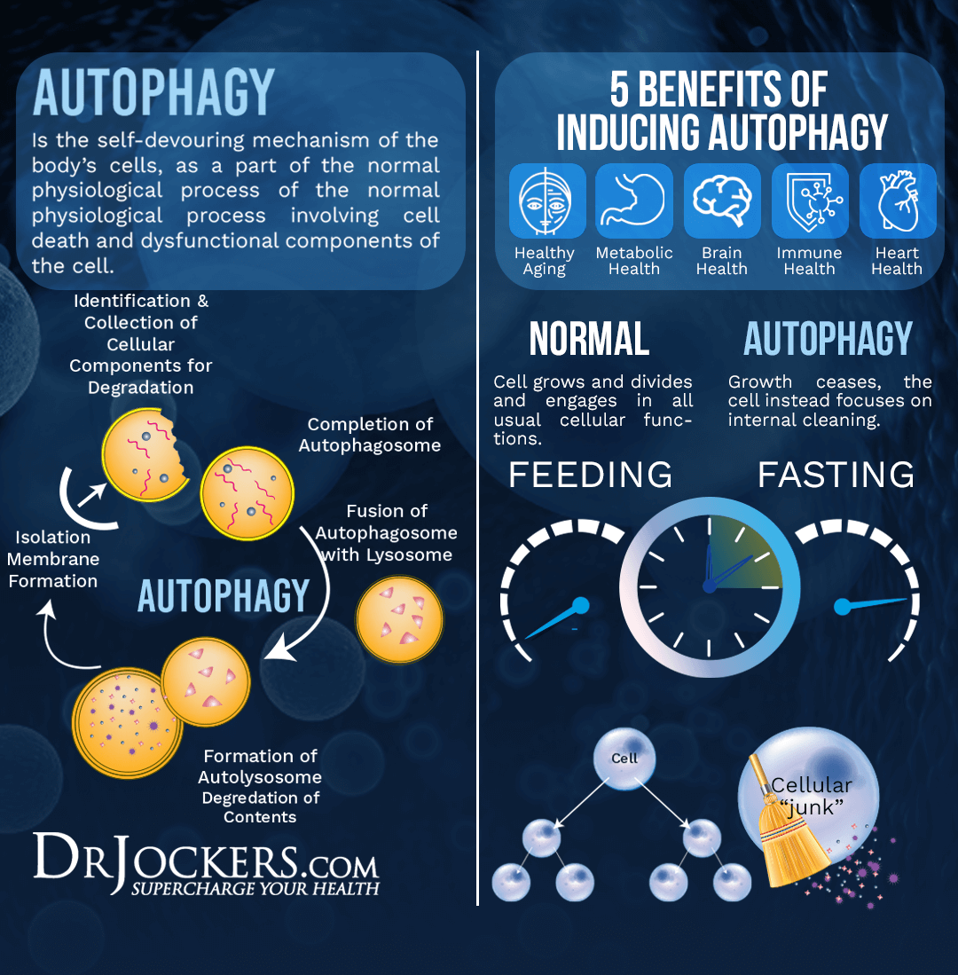 Enhance autophagy, 7 Herbs That Enhance Autophagy and Cellular Healing