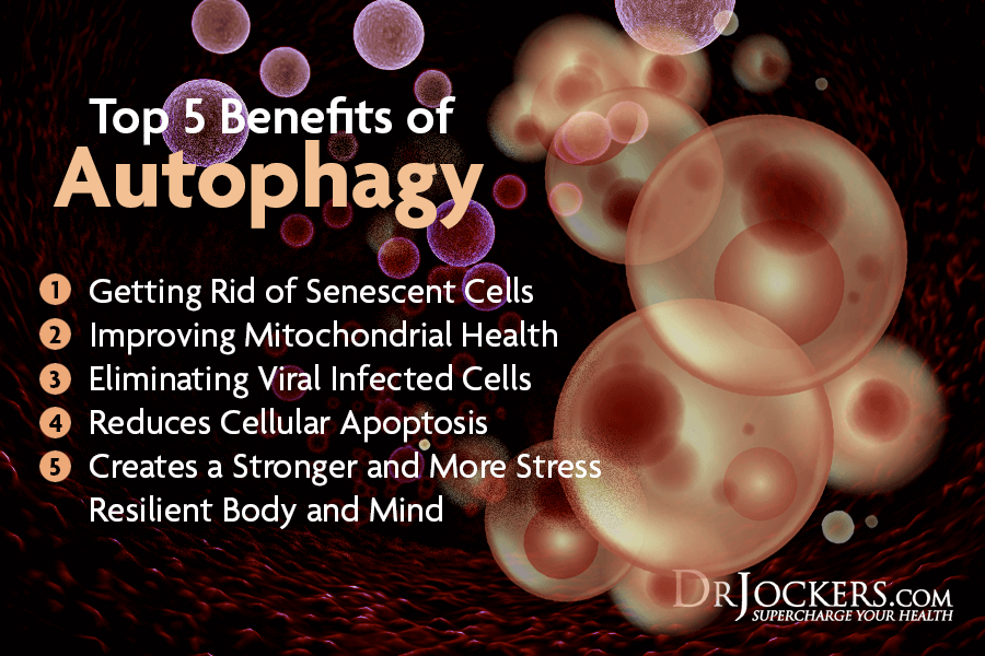 autophagy, Autophagy: What is It and 8 Ways to Enhance It, OMAD