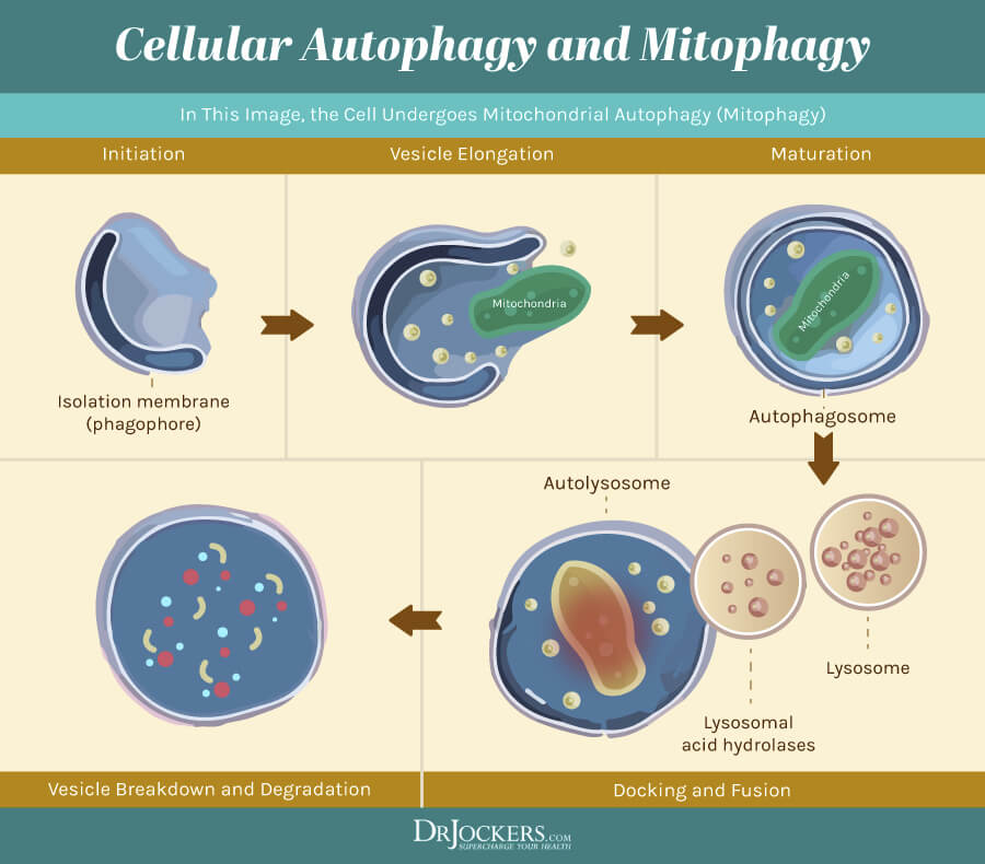 autophagy, Autophagy:  What is It and 8 Ways to Enhance It