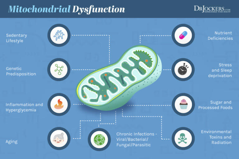 Mitochondrial Health: 5 Ways To Improve Cellular Energy