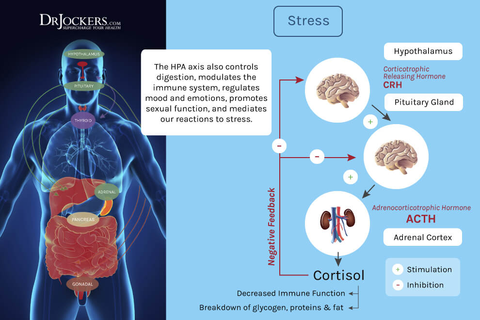 adrenal health, Adrenal Health and Keto: How to Support the Stress Response