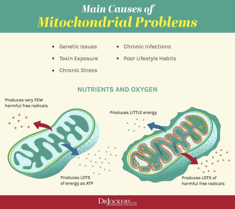 mitochondrial health, Mitochondrial Health: 5 Ways to Improve Cellular Energy