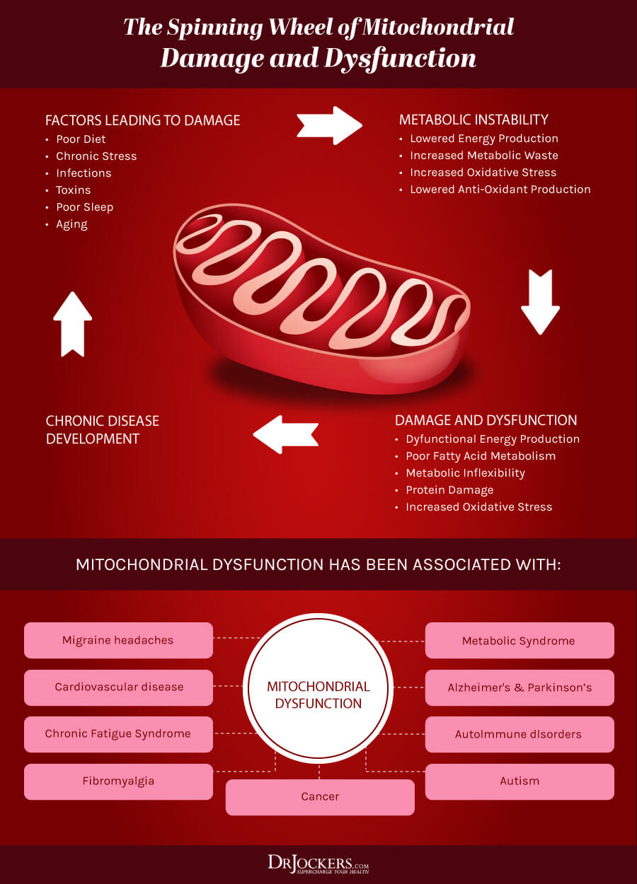 mitochondrial health, Mitochondrial Health: 5 Ways to Improve Cellular Energy