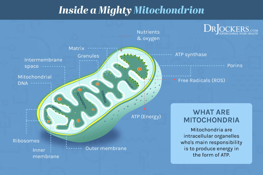 mitochondrial health, Mitochondrial Health: 5 Ways to Â Improve Cellular Energy