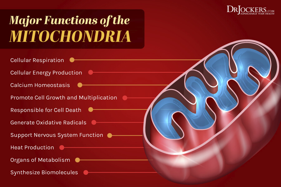 mitochondrial health, Mitochondrial Health: 5 Ways to Improve Cellular Energy