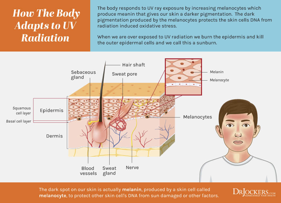 skin, Skin Autophagy: 10 Strategies to Rejuvenate Your Skin