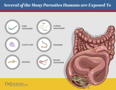 Full Moon Phase Parasite Protocol - DrJockers.com