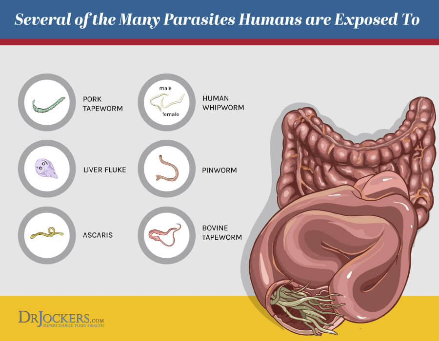 Parasite infections, Parasite Infections: Functional Lab Analysis To Identify Parasites