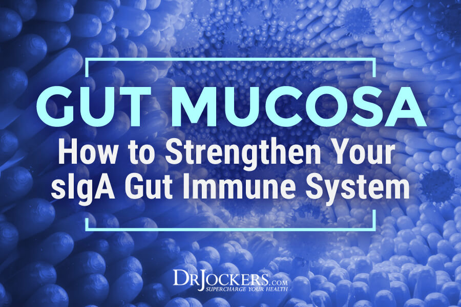 gut mucosa, Gut Mucosa:  How To Strengthen Your sIgA Gut Immune System