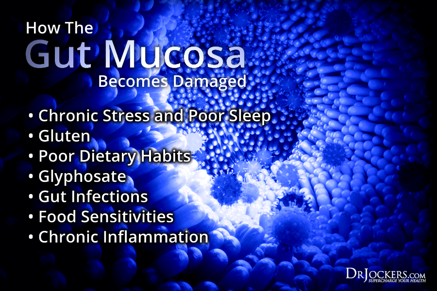 gut mucosa, Gut Mucosa:  How To Strengthen Your sIgA Gut Immune System