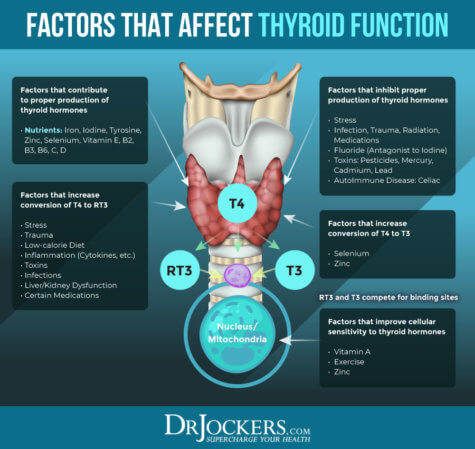 Hashimoto's Thyroiditis: Causes, Symptoms and Support Strategies