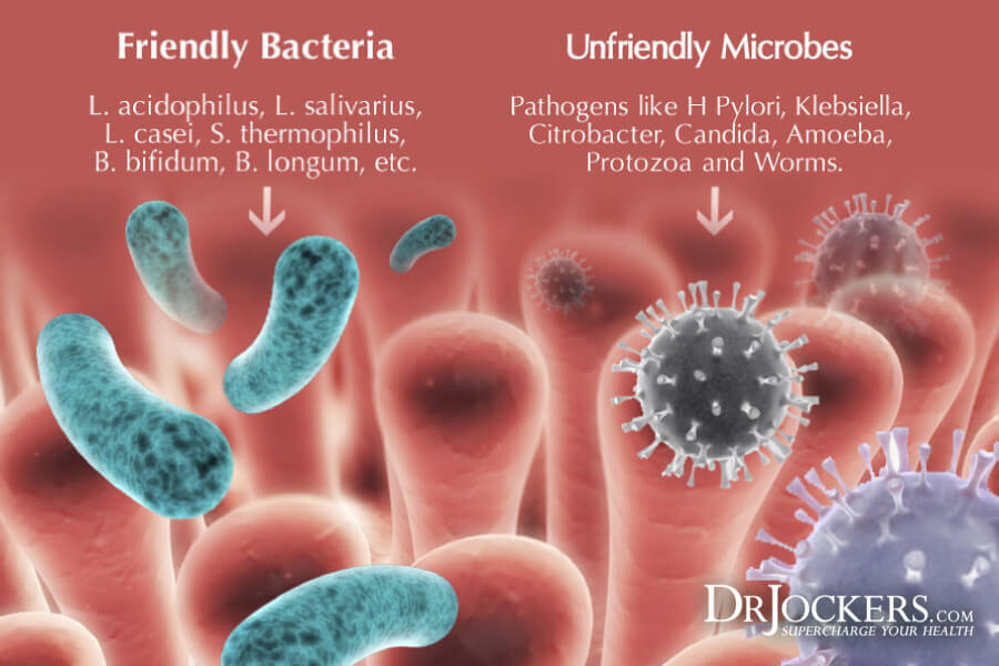 GI MAP, GI MAP Interpretation: Discover The Health of Your Microbiome