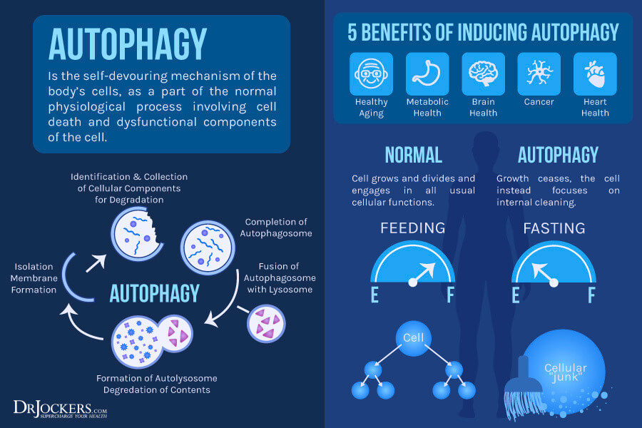 activate autophagy, 6 Ways To Activate Autophagy Without Fasting