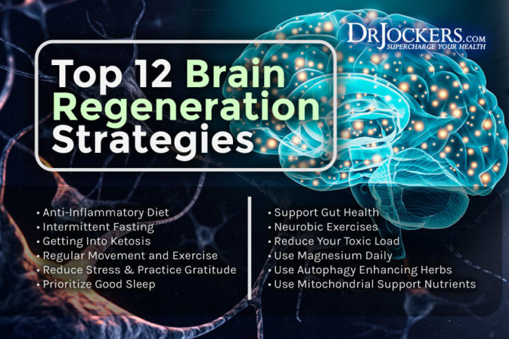 Brain Regeneration: 12 Ways to Heal Brain Cells - DrJockers.com