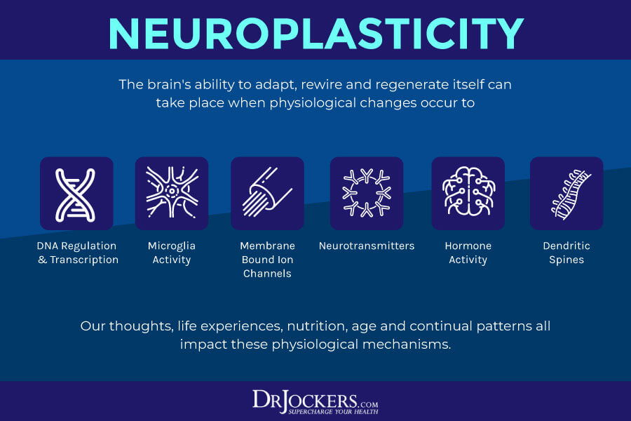 brain regeneration