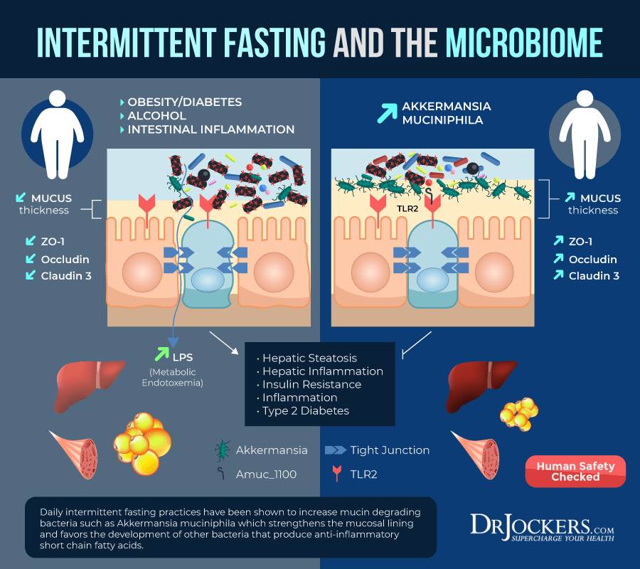 Time Restricted Feeding, Time-Restricted Feeding Improves Digestion and The Microbiome