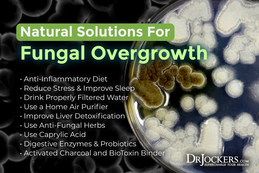 fungal, Fungal Overgrowth:  Causes, Symptoms &#038; Solutions