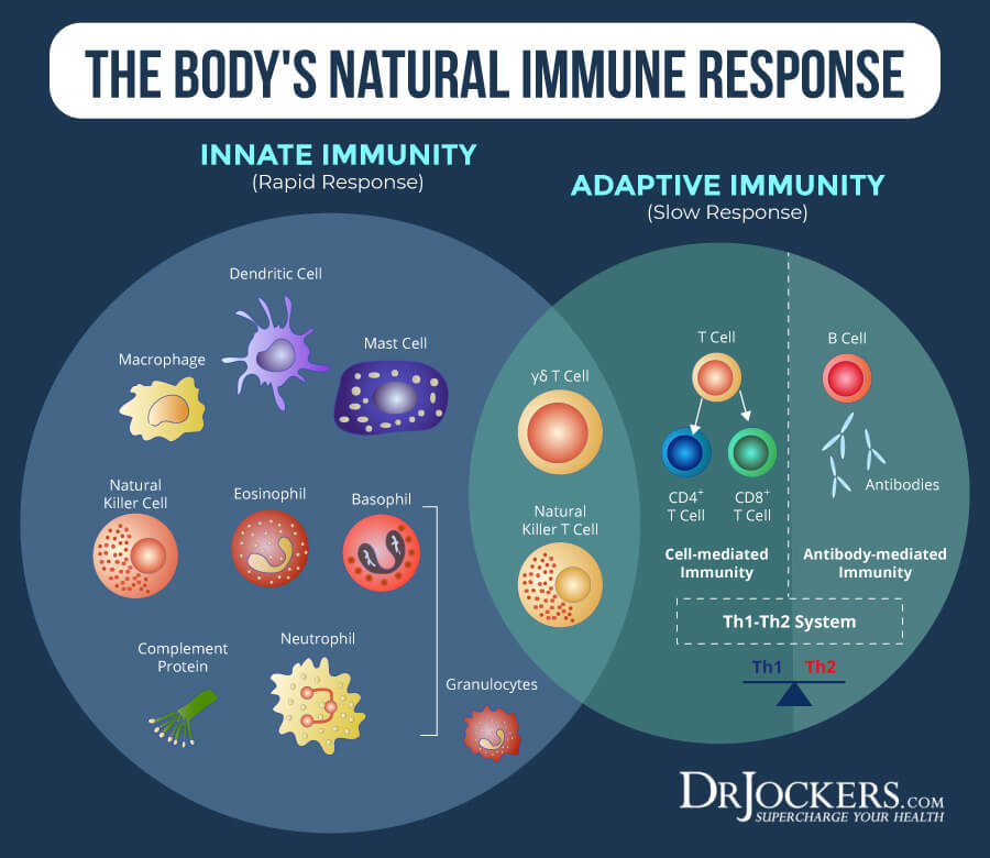 Immune support, Top 12 Immune Support Strategies to Thrive in Life