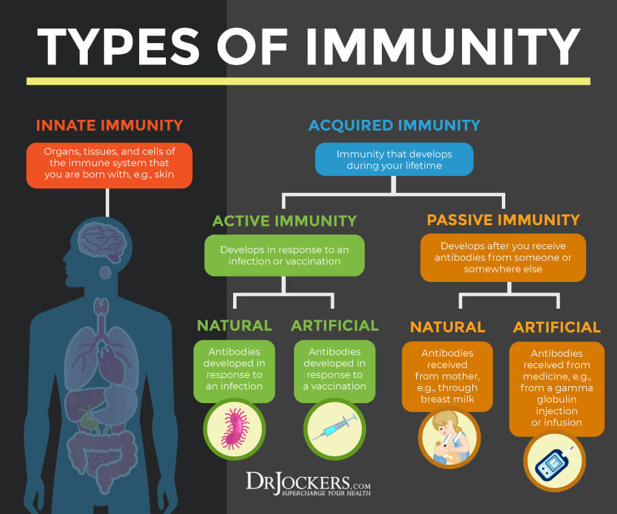 Immune support, Top 12 Immune Support Strategies to Thrive in Life