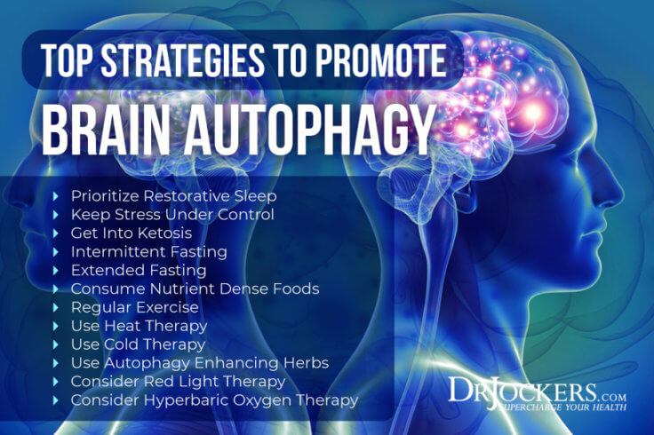 Brain Autophagy: Healing the Toxic Brain - DrJockers.com