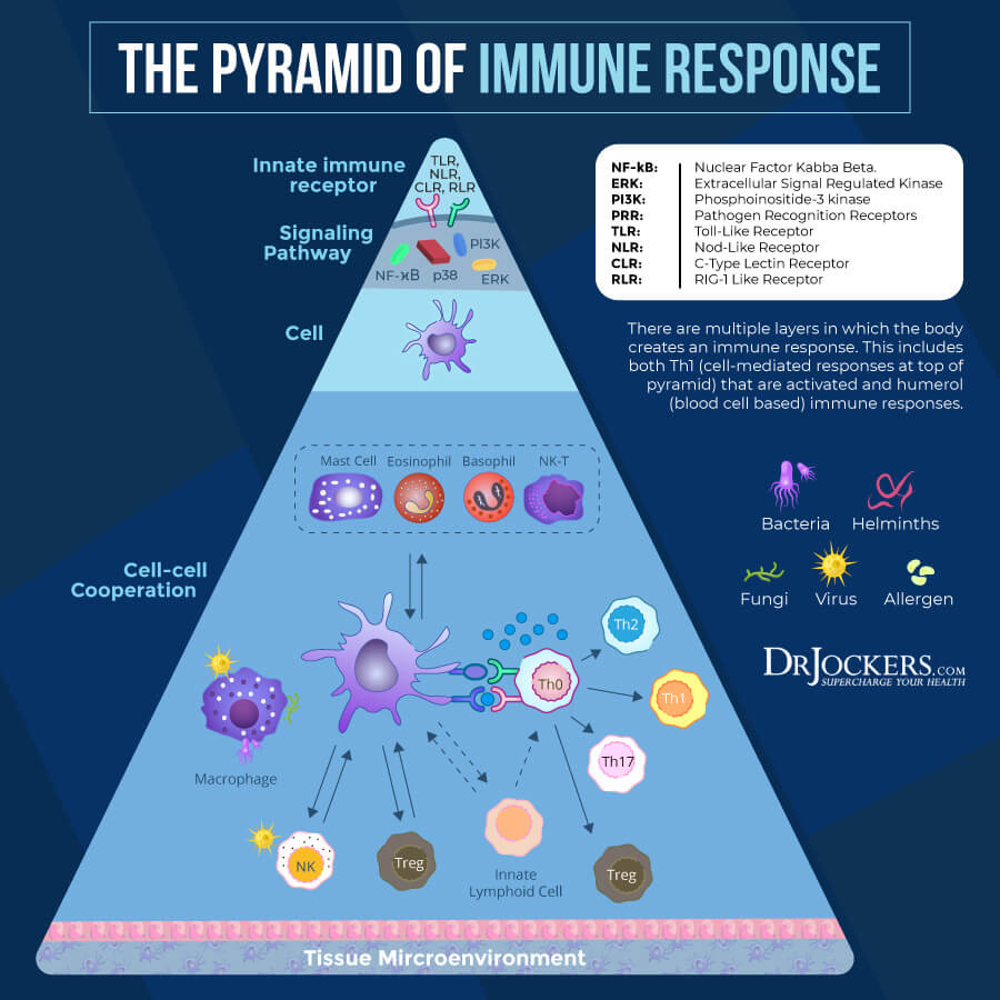 immune boosters, Immune Boosters: 12 Natural Immune System Modulators