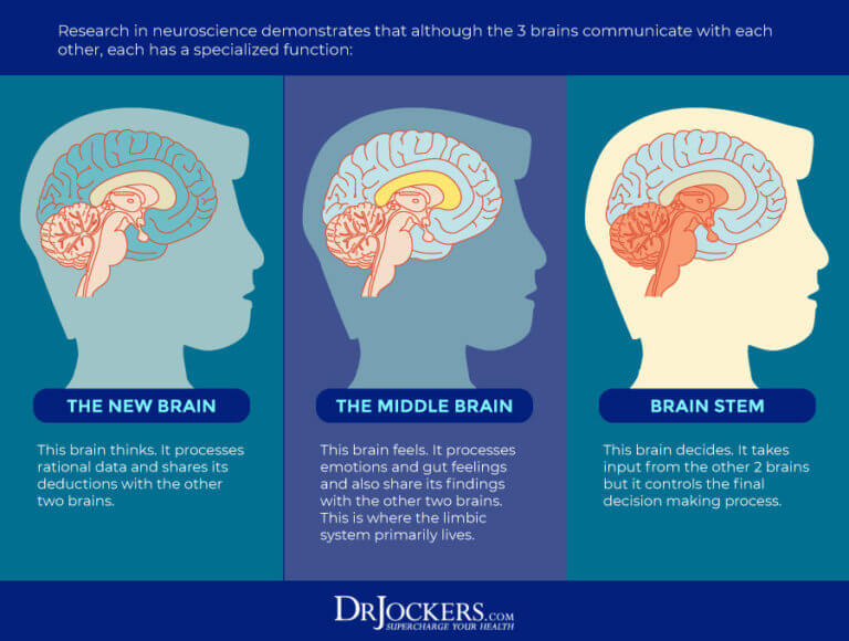 Limbic Retraining: 10 Strategies to Improve Limbic System Function