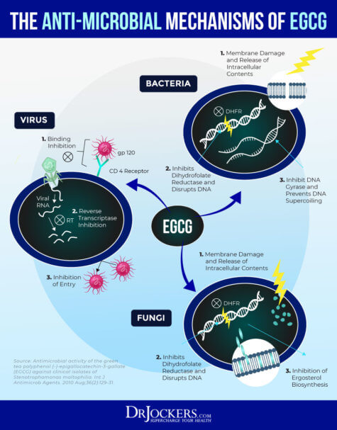 Top 10 Health Benefits of Green Tea - DrJockers.com