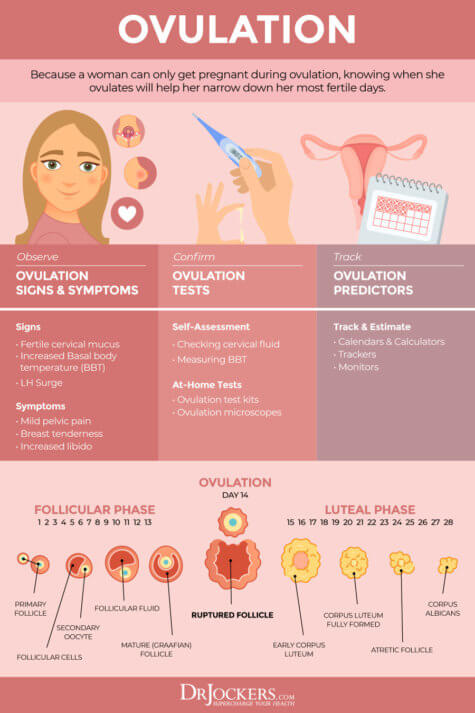 Menstrual Cycle Optimization with Feast/Famine Cycling - DrJockers.com