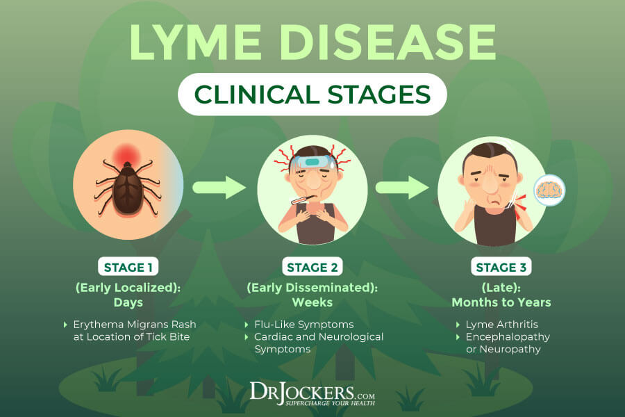 lyme disease, Chronic Lyme Disease: Symptoms, Causes, and Coinfections