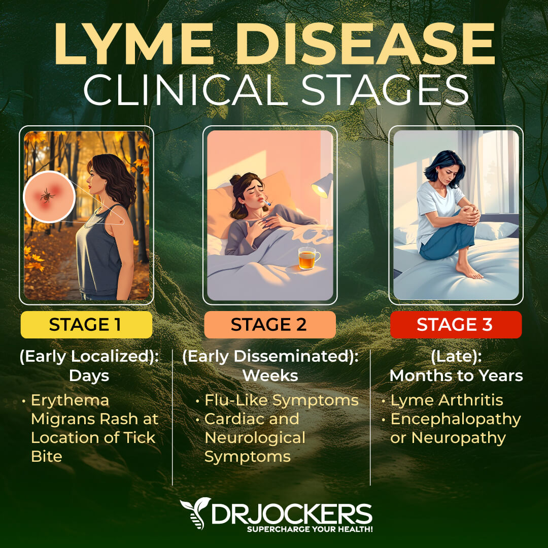 lyme coinfections