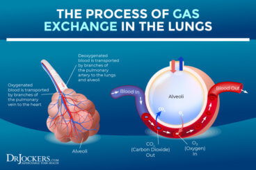 Lung Health: Risk Factors, Foods & Health Strategies