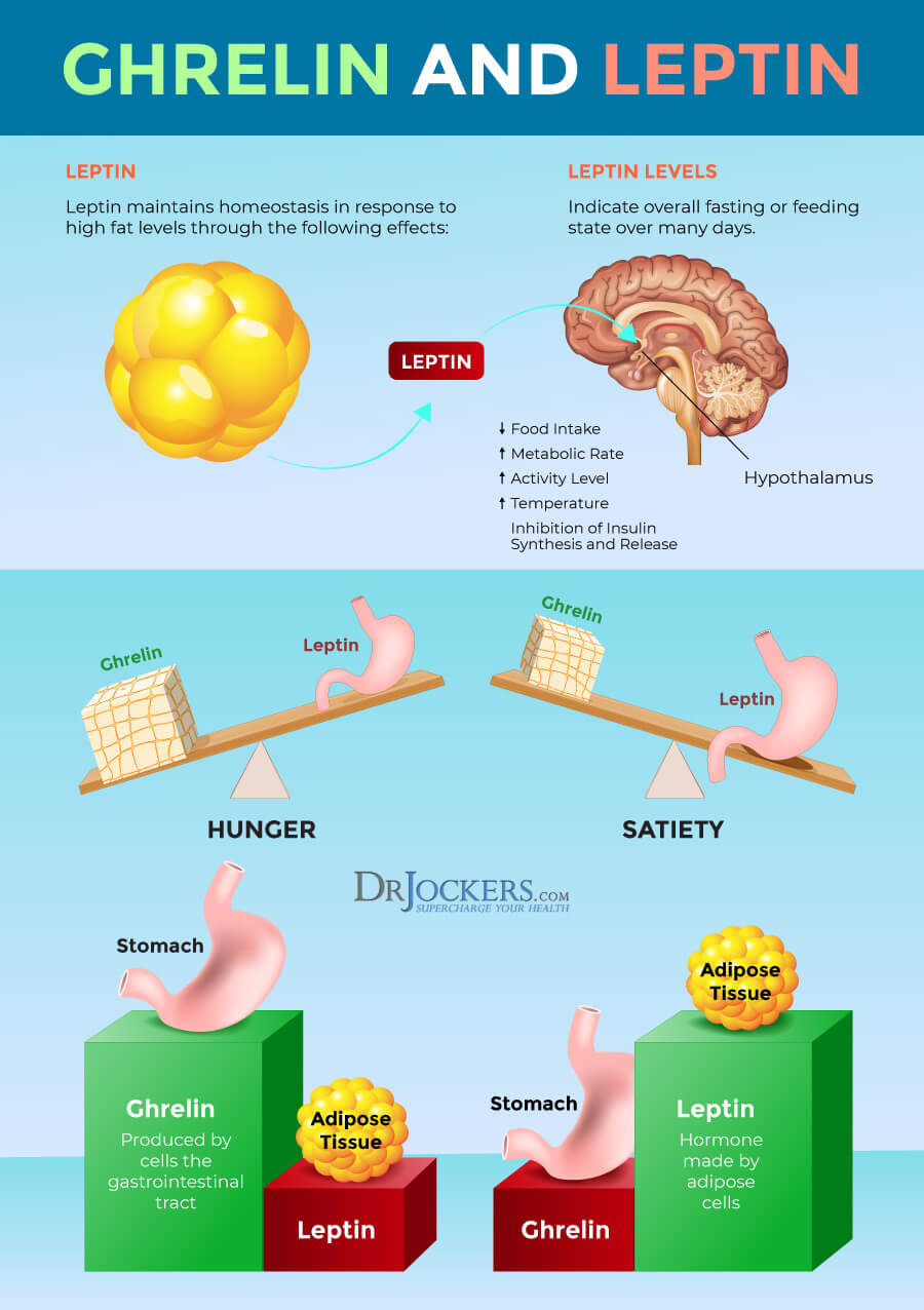 leptin-resistance-symptoms-causes-and-support-strategies