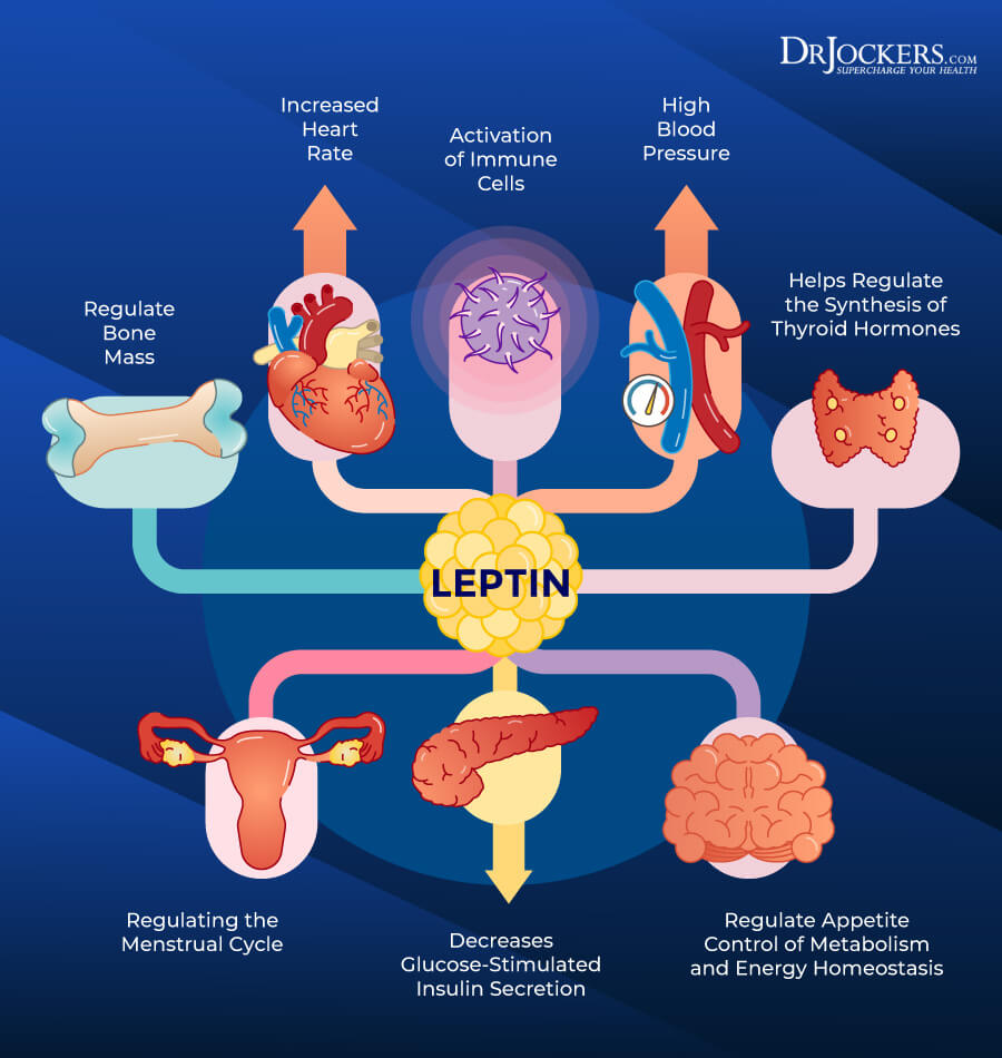 Leptin, Leptin Resistance: Causes, Symptoms and Support Strategies