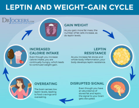 Leptin Resistance: Symptoms, Causes And Support Strategies