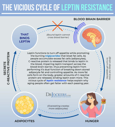 Leptin Resistance: Symptoms, Causes And Support Strategies