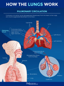 Lung Health: Risk Factors, Foods & Health Strategies - DrJockers.com