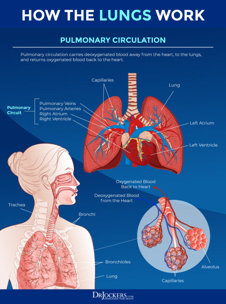 Lung Health: Risk Factors, Foods & Health Strategies