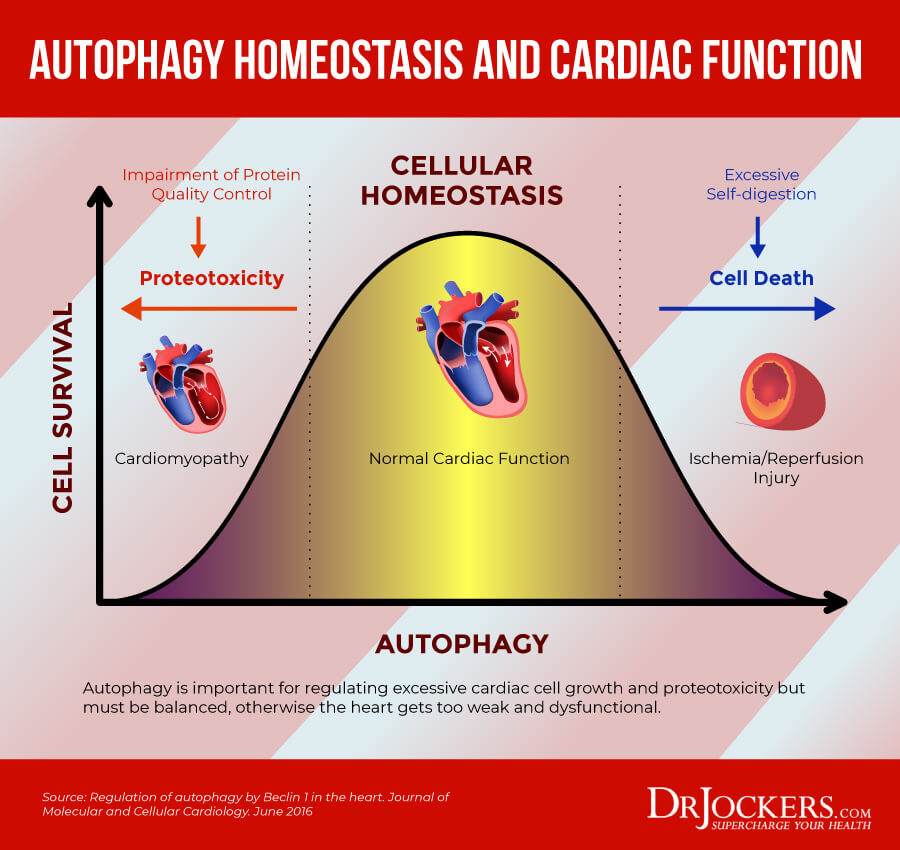 cardiac autophagy, Cardiac Autophagy: Healing Damaged Heart Cells
