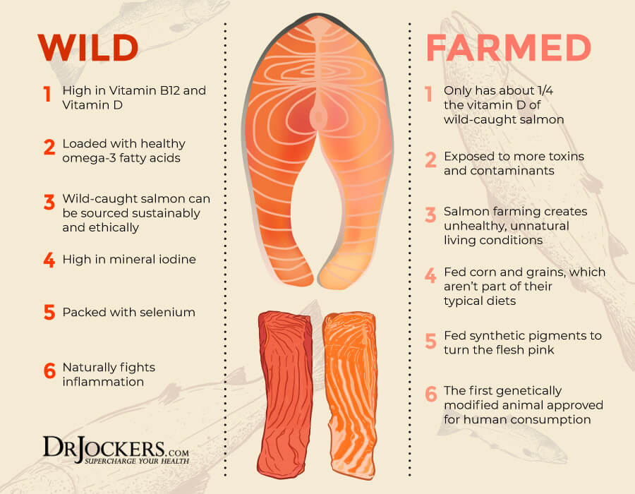 carnivore