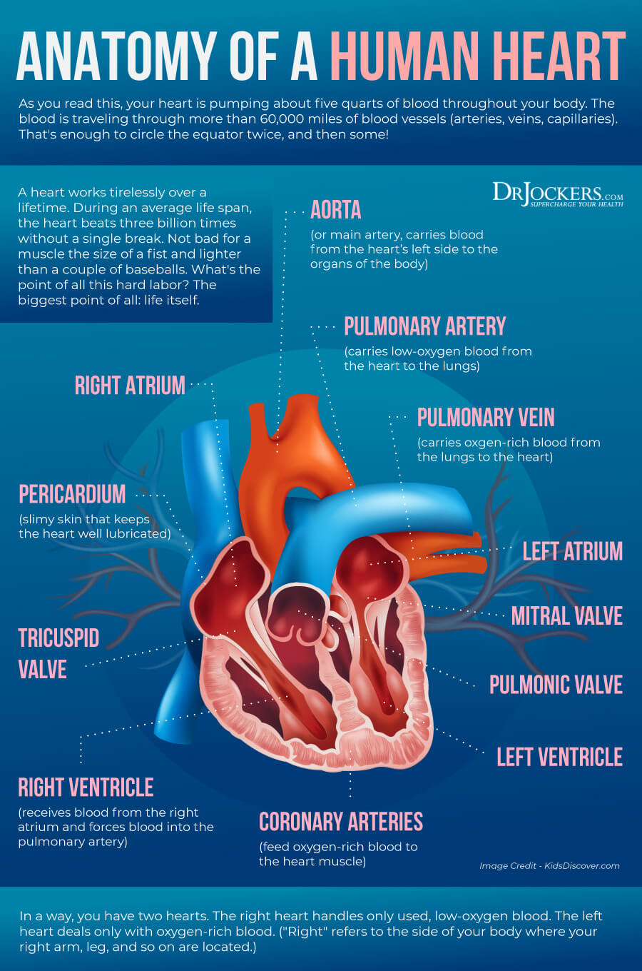 cardiac autophagy