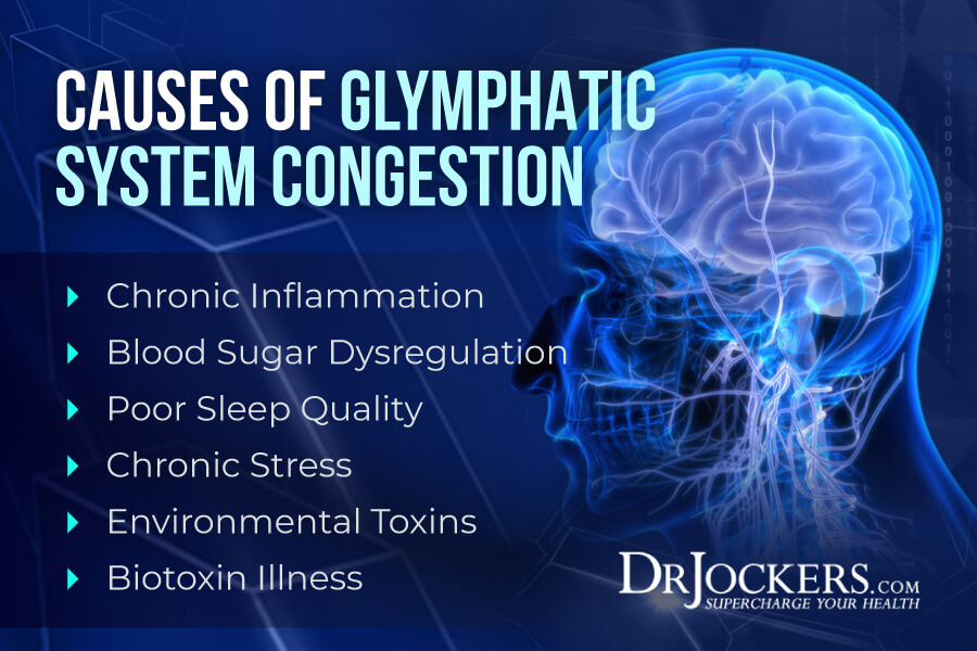 glymphatic system, Glymphatic System: Critical for Brain and Immune Health